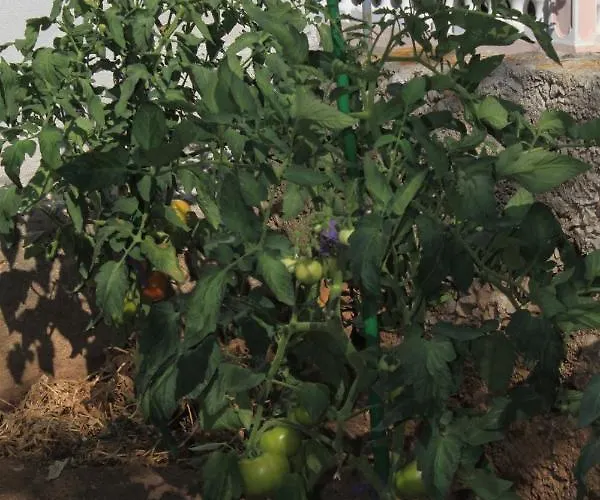 By The Sea Sali, Dugi Otok - 8156 살리